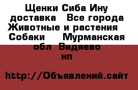 Щенки Сиба Ину доставка - Все города Животные и растения » Собаки   . Мурманская обл.,Видяево нп